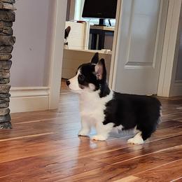 Forrest - Black and tan male Pembroke Welsh Corgi puppy in Salem, Oregon from Peakaview Corgis