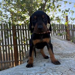Father's Day Brown Girl - Black and tan female Black and Tan Coonhound puppy in Pueblo, Colorado from BT Coonhound