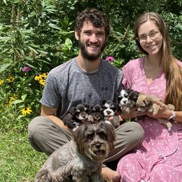 Miniature Schnauzers from Arsement Farms