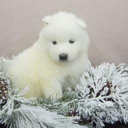 Samoyed Puppies from Desert Snow Samoyeds