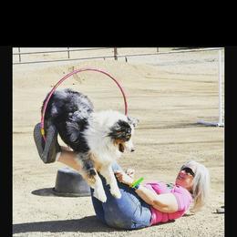 Australian Shepherd Puppies from Raining Ice Kennels/program on hold