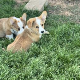 Charlie - Sable male Pembroke Welsh Corgi puppy in Millsap, Texas from Punchy Pembroke Ranch