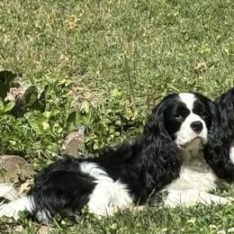 Cavalier King Charles Spaniel puppies from Pom Pom Pomskies and Pomeranians-TN