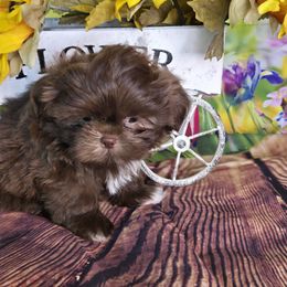 Shih Tzu Puppies from Adeline Joys Shih tzus of Roanoke Virginia