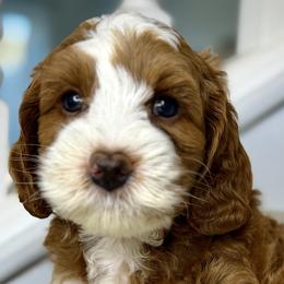 Light Blue - Red male Australian Labradoodle puppy in Antelope, California from Adorable Labradoodle