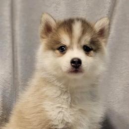 Todd - Gray and white male Pomsky puppy in Stover, Missouri from Lx2 County Line Pomskies