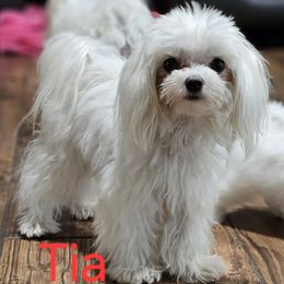Tia - Maltese