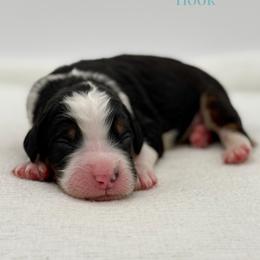 Hook - Tri-color male Bernedoodle puppy in Bellville, Ohio from Bernedoodle Buddies