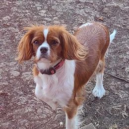 Lily - Cavalier King Charles Spaniel