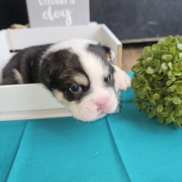 Bulldog Puppies from Mandy Judd