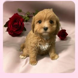 Boy 1 Halo - Red male Cavapoo puppy in Salisbury, North Carolina from Carolina Canines