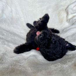 Red Girl - Black female Pumi puppy in Fife Lake, Michigan from Nixie Kennels