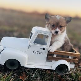 Rolo - Red male Pembroke Welsh Corgi puppy in Sheldon, Missouri from Clearsky Corgis