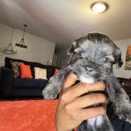 Shorkie Puppies from Sharlena Henderson