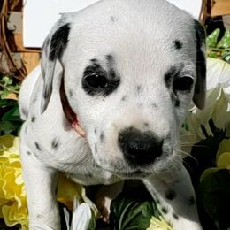 Dalmatian Puppies from Mid-Michigan Dalmatians