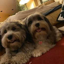 Havanese All Grown Up from Willowbrook Havanese
