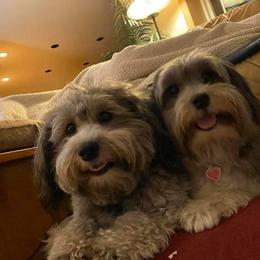 Havanese All Grown Up from Willowbrook Havanese