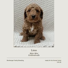 Goldendoodle Puppies from Fountain Valley Doodles