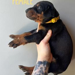 Olive - Black and rust female Doberman Pinscher puppy in Wellington, Ohio from Jessie (TDD, llc)