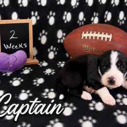 Captain - Black and white male Sheepadoodle puppy in Glen Rose, Texas from Clevenger’s Sheepadoodle Fur Baby Farm
