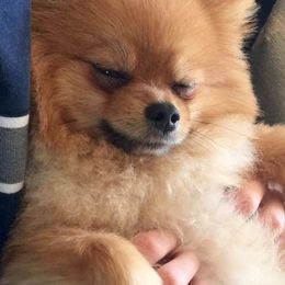 Pomeranians and Pomskies from SnowPak Pomskies