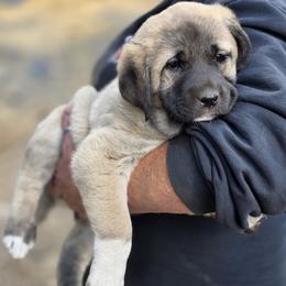 Kangal puppies from VSH Kangal Dogs & Central Asian Shepards/Alabai