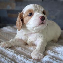 Blenheim Girl - Blenheim female Cavapoo puppy in San Diego, California from WW Cavapoos