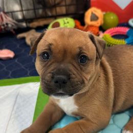 Ella - Red female Staffordshire Bull Terrier puppy in Port Saint Lucie, Florida from Southern Staffies