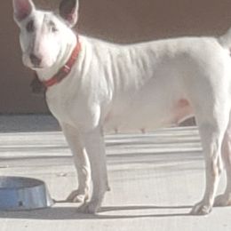 Bull Terriers from Wilkins farms