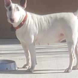 Bull Terriers from Wilkins farms