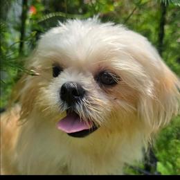 Sweet Paddington Bear - Cream and white male Shih Tzu puppy in Cartersville, Georgia from 100 Acre Woods Shih Tzu Plantation
