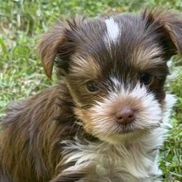 Yorkshire Terriers from Bryan Ottesen