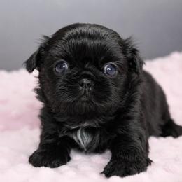 Pearl - Black female Shih Tzu puppy in Douglas, Massachusetts from Majesty’s Shih Tzus