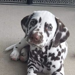 Dalmatians from First State Dalmatians