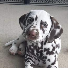 Dalmatians from First State Dalmatians