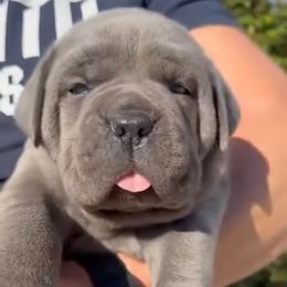 Cane Corso Puppies from Donato Kennels