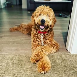 Goldendoodle All Grown Up from Midwest Companions