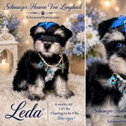 Leda AKC- blue eyes - Black and silver female Miniature Schnauzer puppy in Pelzer, South Carolina from Schnauzer Heaven Von Longbach
