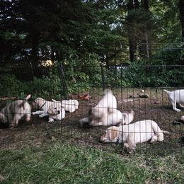 Labrador Retriever Puppies from Gabriel Ben-Yosef