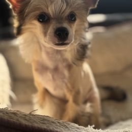 Cordoux - Black white and tan male Chinese Crested puppy in Crook, Colorado from Colorado Cresteds