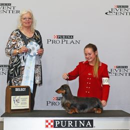 Truman - Dachshund