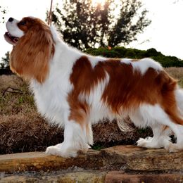 Cavalier King Charles Spaniel Puppies from Sugarloaf Cavaliers