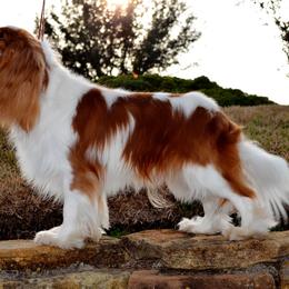 Cavalier King Charles Spaniel Puppies from Sugarloaf Cavaliers
