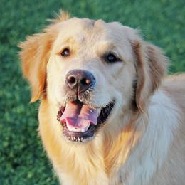 Golden Retriever puppies from Glimmer Goldens