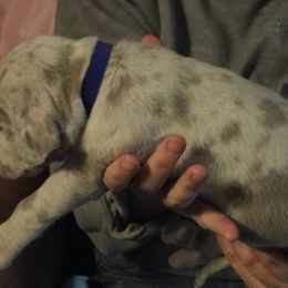 Cardigan Welsh Corgi and Great Dane Puppies from Red Oak Farm and Kennel