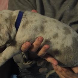 Cardigan Welsh Corgi and Great Dane Puppies from Red Oak Farm and Kennel