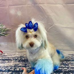 Havanese Puppies from Dean Supreme