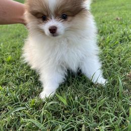Pomeranian Puppies from Verdigris Valley Poms
