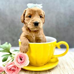Celine - Red female Australian Labradoodle puppy in Denton, Texas from Liberty Hill Labradoodles