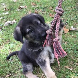 German Shepherds from Steffca